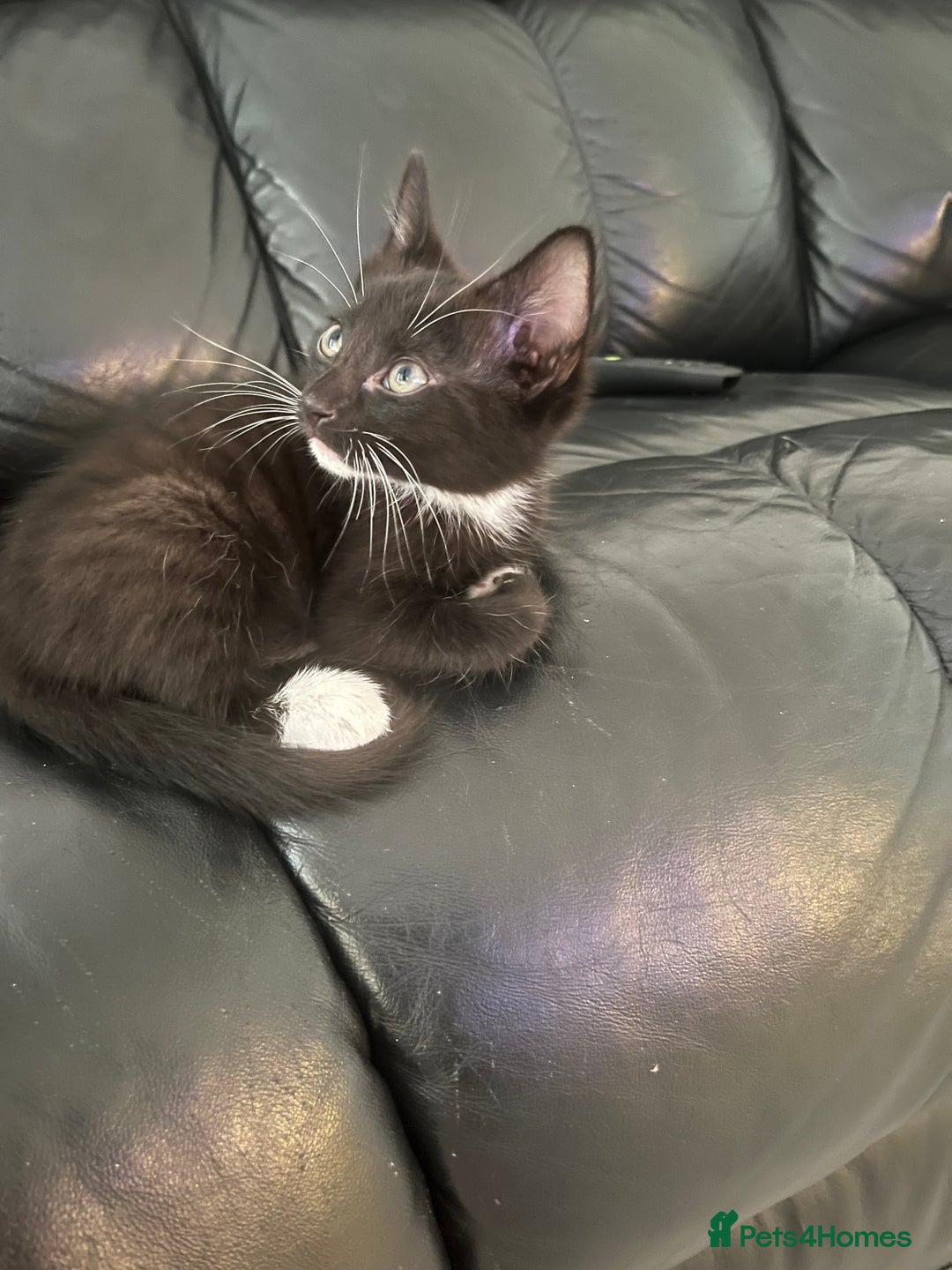 Mixed Breed cats for sale: Kittens for sale  - Image 1