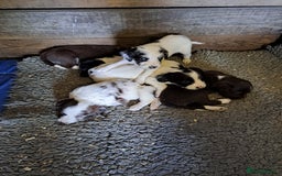 Mixed Breed dogs for sale: Mixed breed rainbow of colours  - Image 4