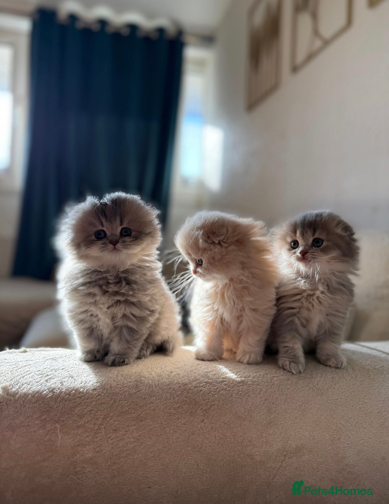 British Longhair cats Female  - Advert 4