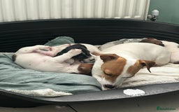 Jack Russell dogs for sale: Miniature Jack Russell’s  - Image 15