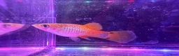 Live Bearers fish for sale: Guppies platies and Danios for sale  in Bromley - Advert 5