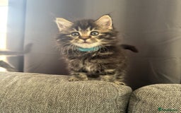 Mixed Breed cats for sale: Maine coon x ragdoll  - Image 15