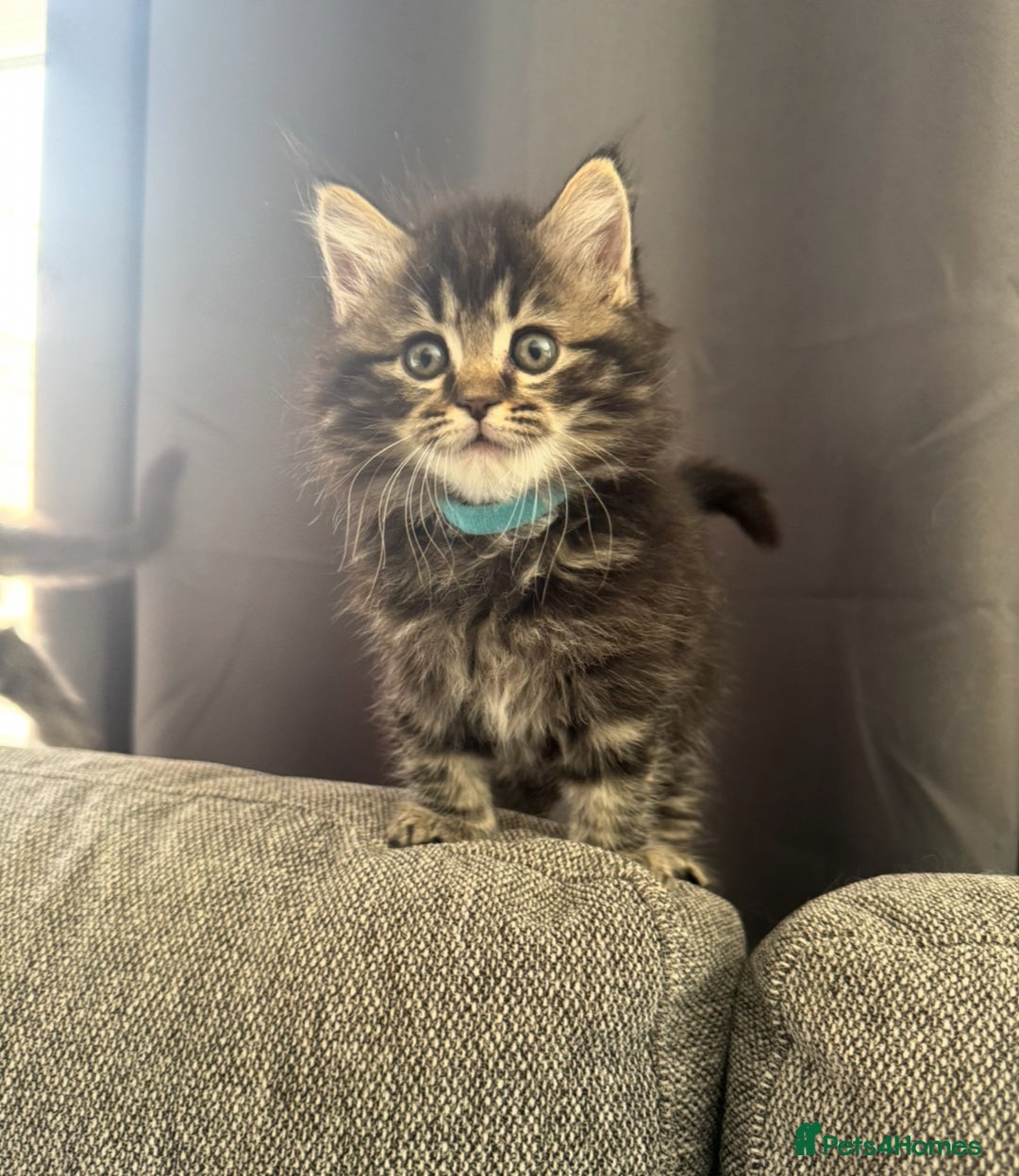 Mixed Breed cats for sale: Maine coon x ragdoll  - Image 15