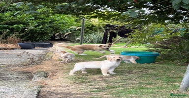 Golden Retriever dogs - Advert 1