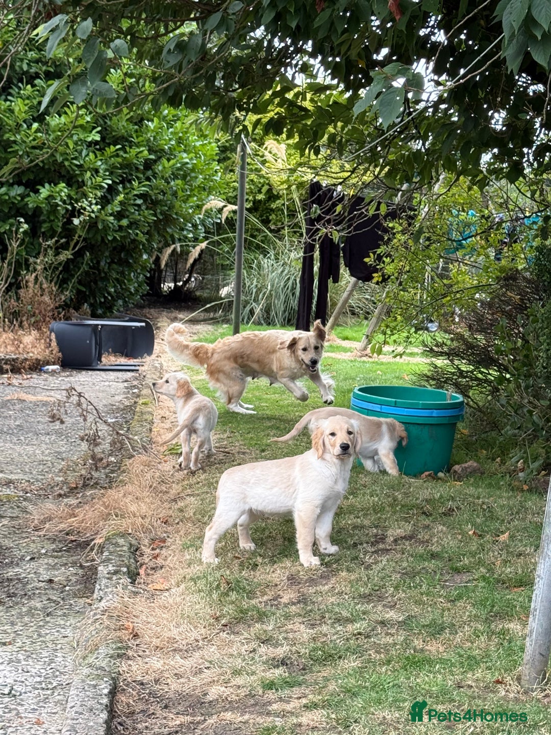 Golden Retriever dogs for sale: KC Registered Golden Retriever Puppies  - Image 2
