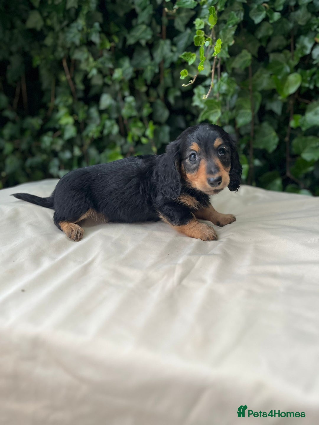 Dachshund dogs for sale: Beautiful miniature dashund  - Image 6