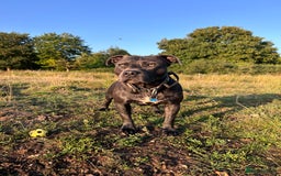 Staffordshire Bull Terrier dogs for stud: Gorgeous Blue Staffordshire Bull Terrier for Stud - Image 1