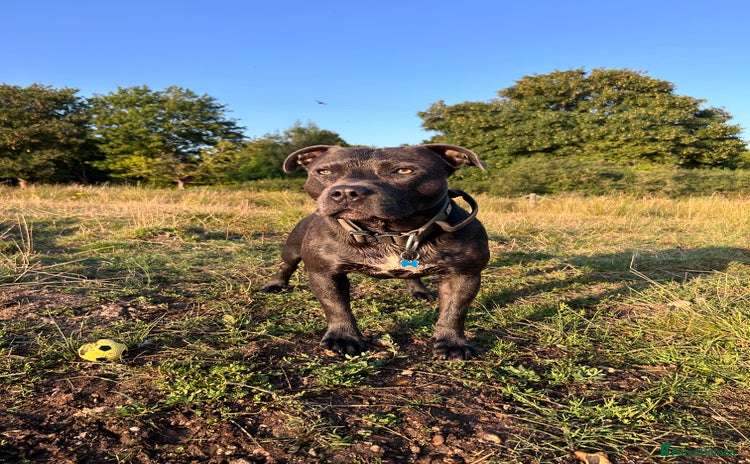 Staffordshire Bull Terrier dogs - Advert 2