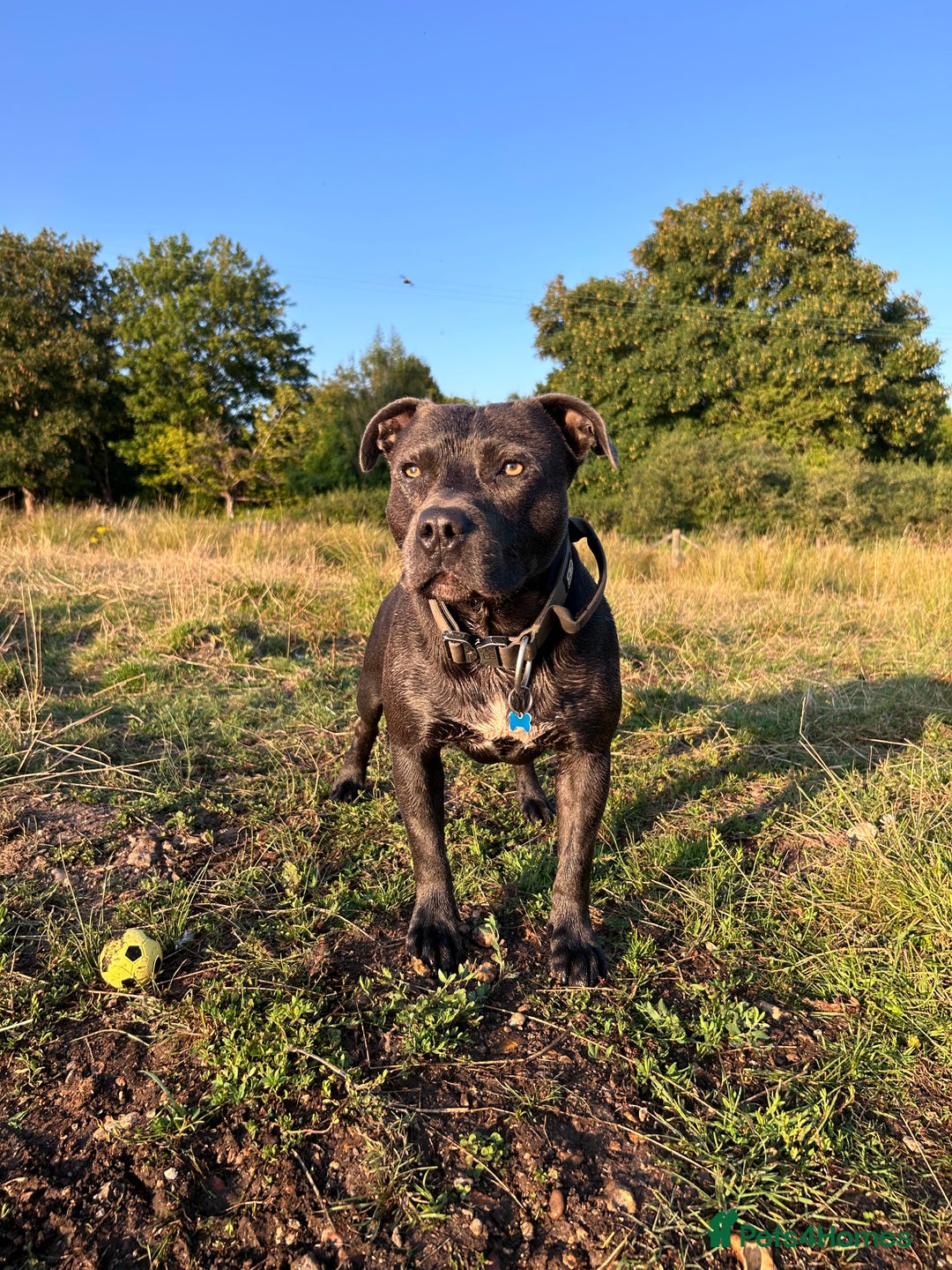 Staffordshire Bull Terrier dogs for stud: Gorgeous Blue Staffordshire Bull Terrier for Stud - Image 1