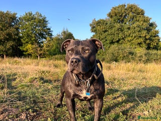 Staffordshire Bull Terrier dogs - Advert 10