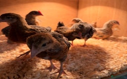 Chickens poultry for sale: Bantam gold welbar  - Image 7