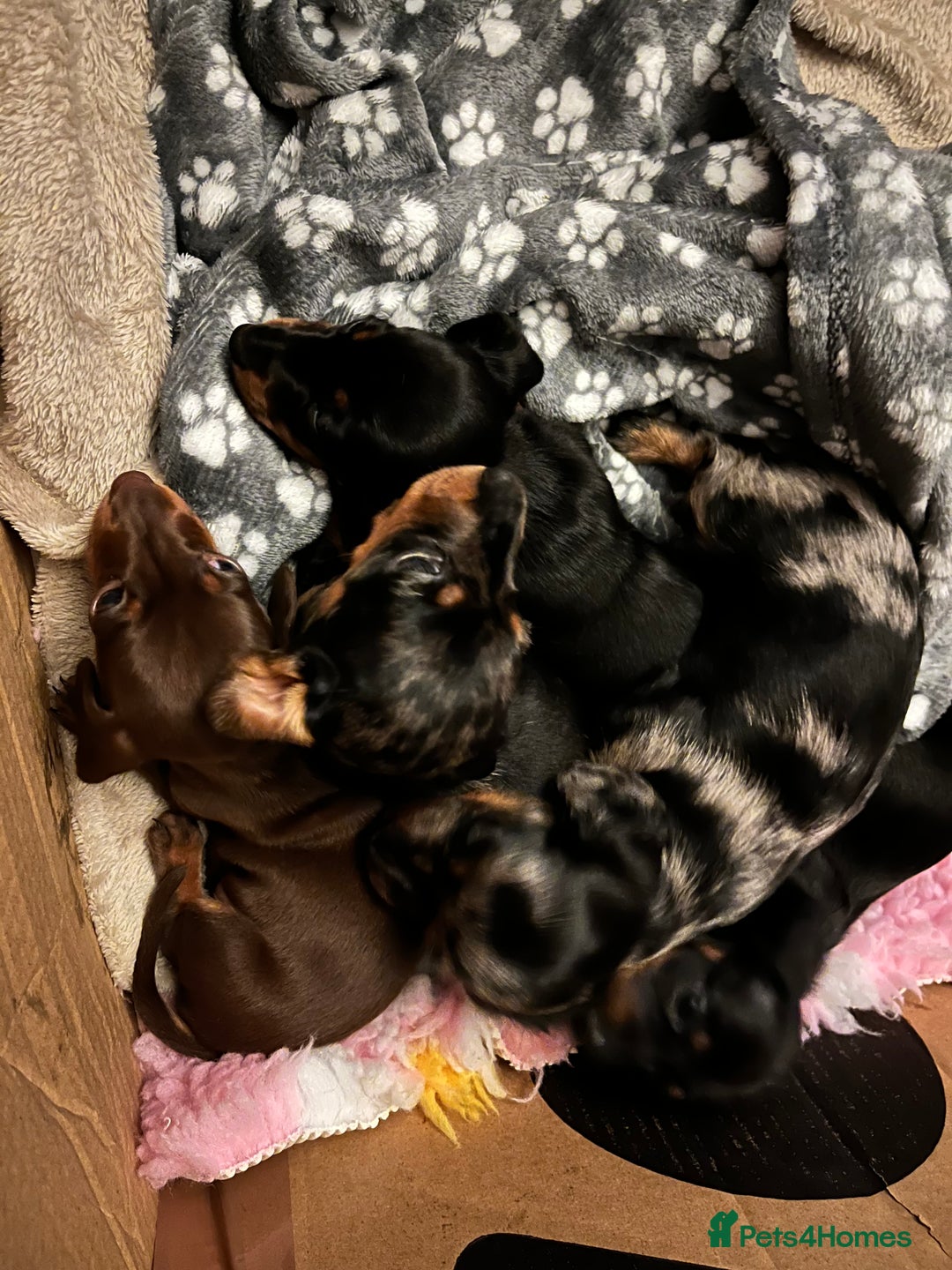 Dachshund dogs for sale: Miniature Dachshund Pups  - Advert 5
