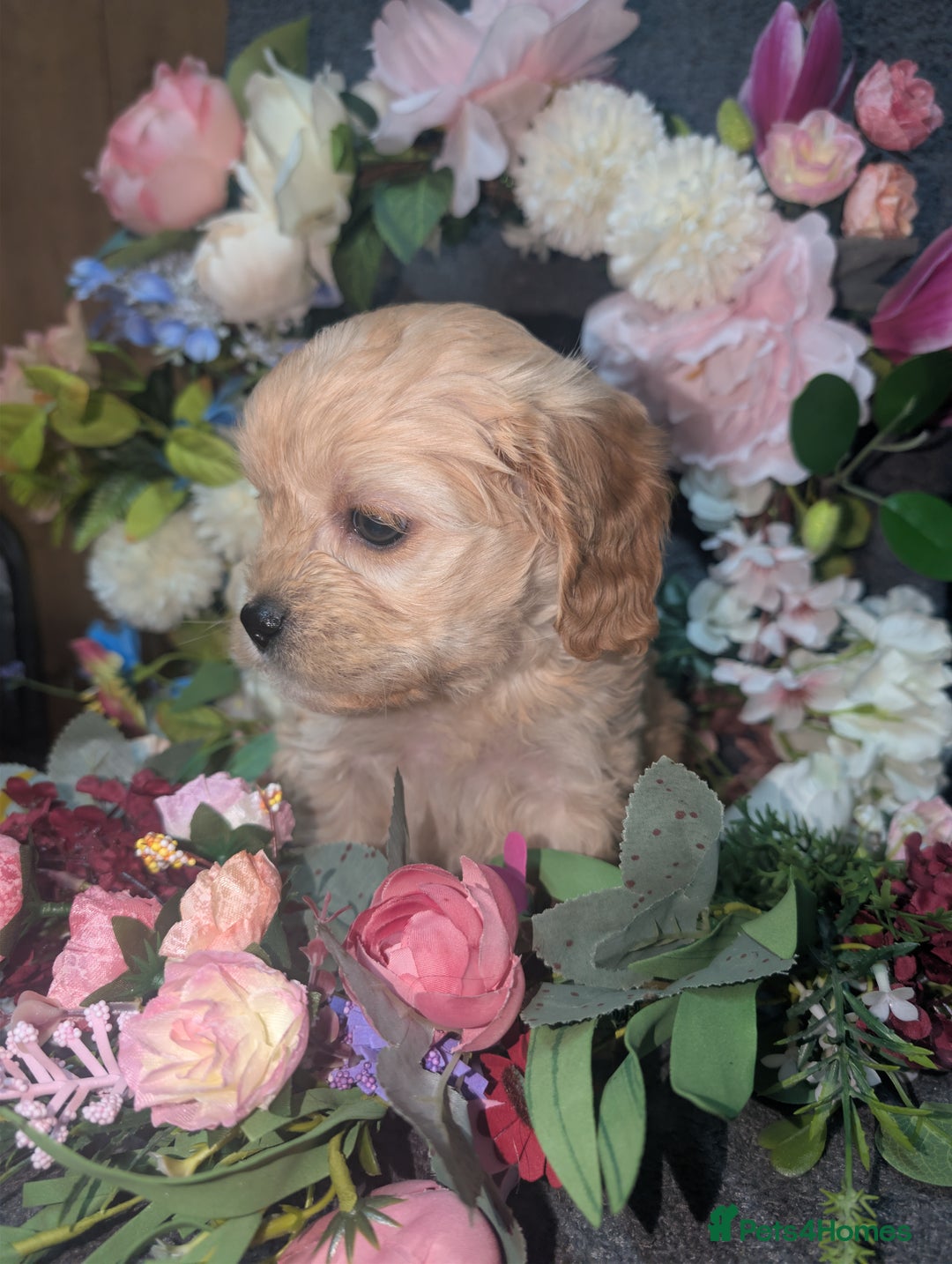 Cavapoo dogs for sale: Cavapoo F1  - Advert 3