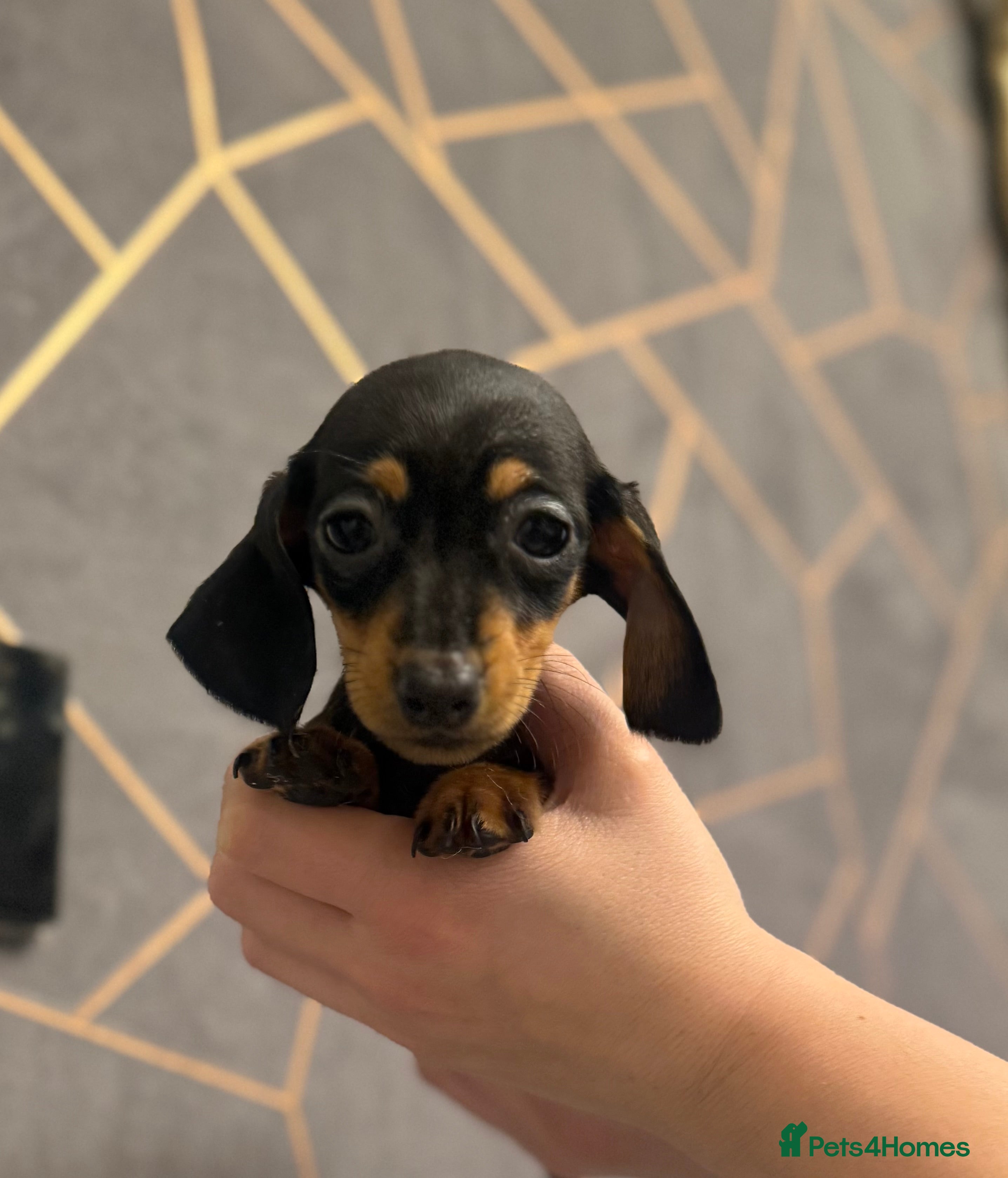 Miniature Dachshund dogs Miniature Dachshund  - Advert 15