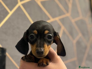 Miniature Dachshund dogs Miniature Dachshund - Advert 5