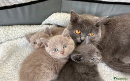 British Shorthair cats for sale: British shorthair kittens  - Image 1