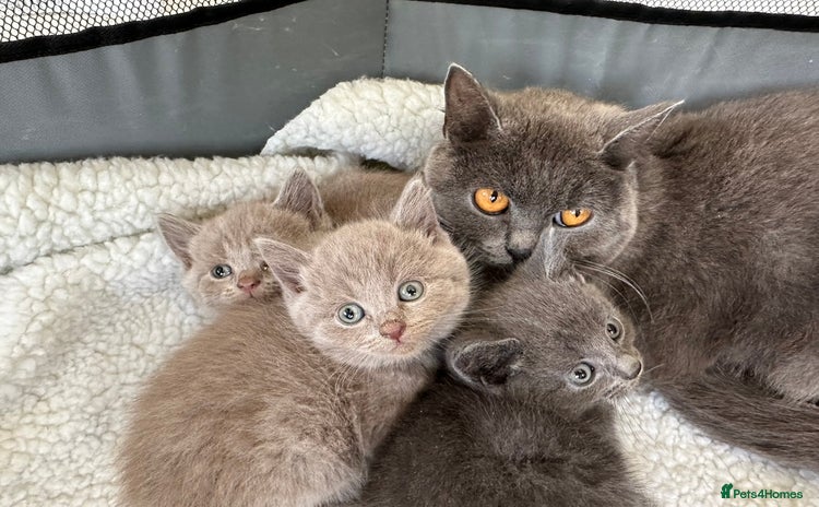 British Shorthair cats - Advert 2