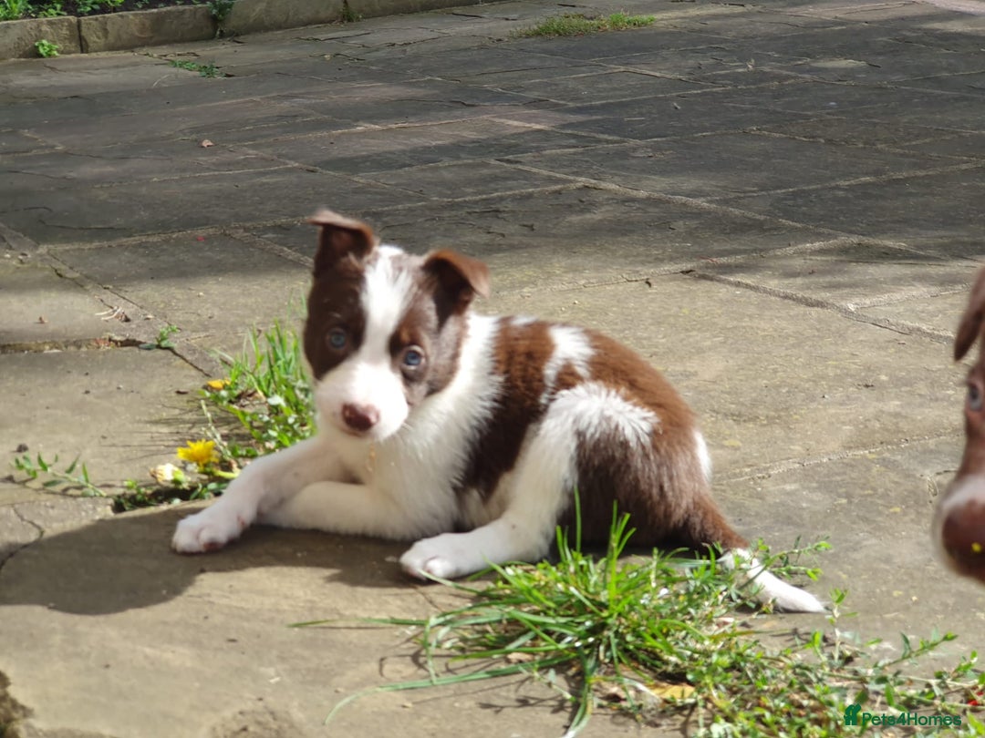 Border Collie dogs for sale: Beautiful farmhome bred Red and white Collies - Image 17