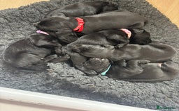 Mixed Breed dogs for sale: Black Lab x GSP puppies for sale - Image 6
