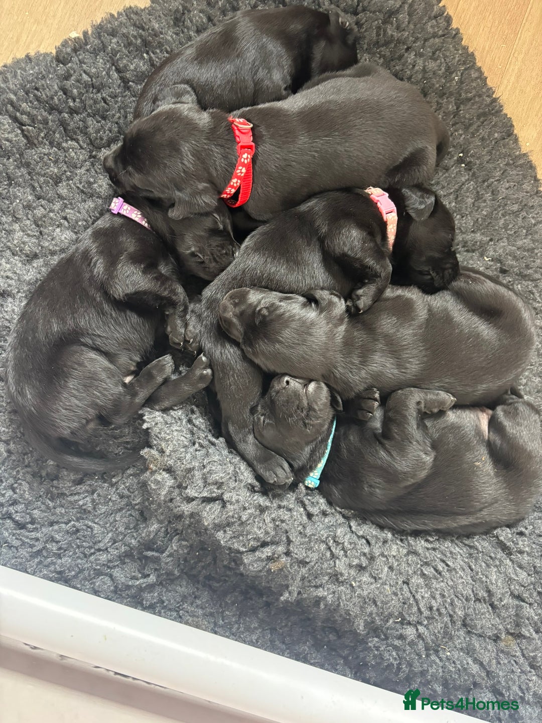 Mixed Breed dogs for sale: Black Lab x GSP puppies for sale - Image 6