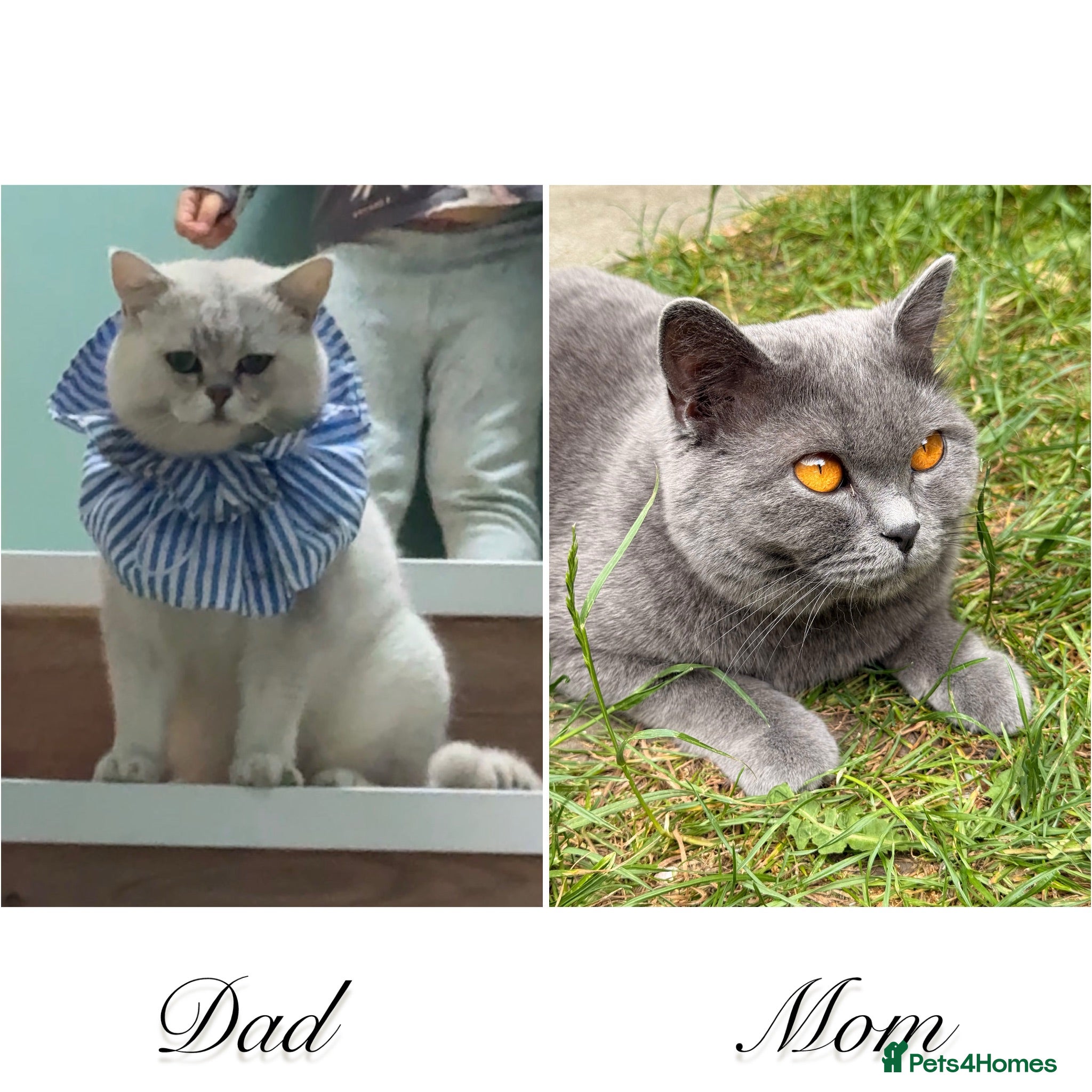 British Shorthair cats Beautiful British Shorthair Boy – Ready Now! - Advert 1