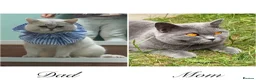 British Shorthair cats for sale: Beautiful British Shorthair Boy – Ready Now! in London - Advert 1