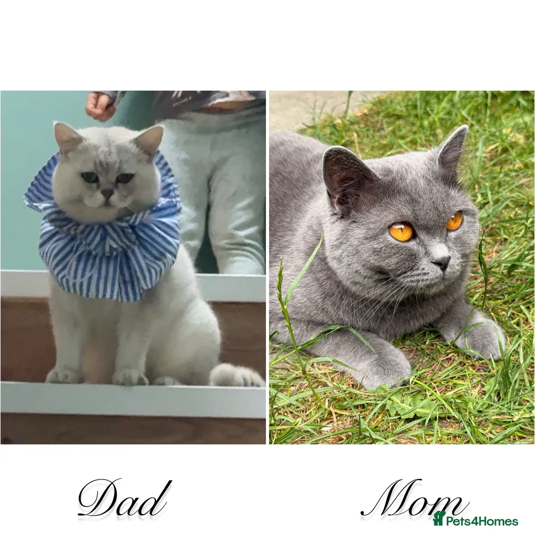 British Shorthair cats for sale: Beautiful British Shorthair Boy – Ready Now! in London - Advert 1