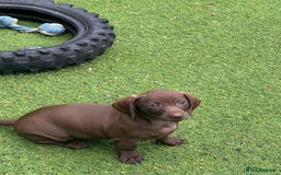 Dachshund dogs for sale: Min dachshund x teckel ( standered dachshund) - Image 3