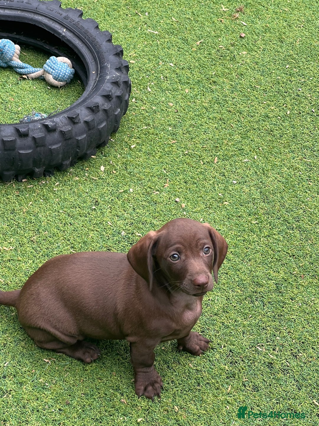 Dachshund dogs for sale: Min dachshund x teckel ( standered dachshund) - Image 3