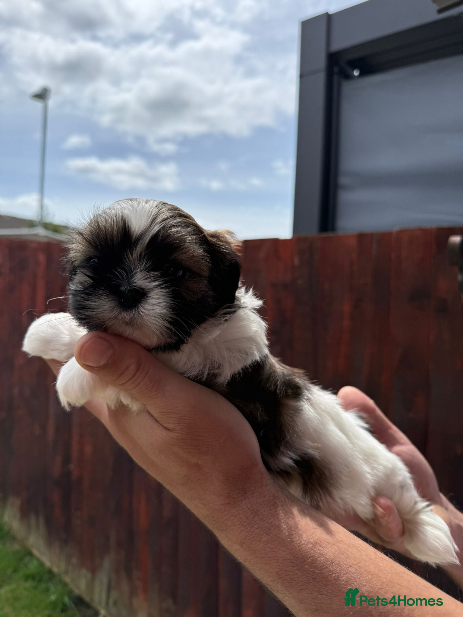 Shih Tzu dogs Imperial Shihtzu puppies for sale  - Advert 1