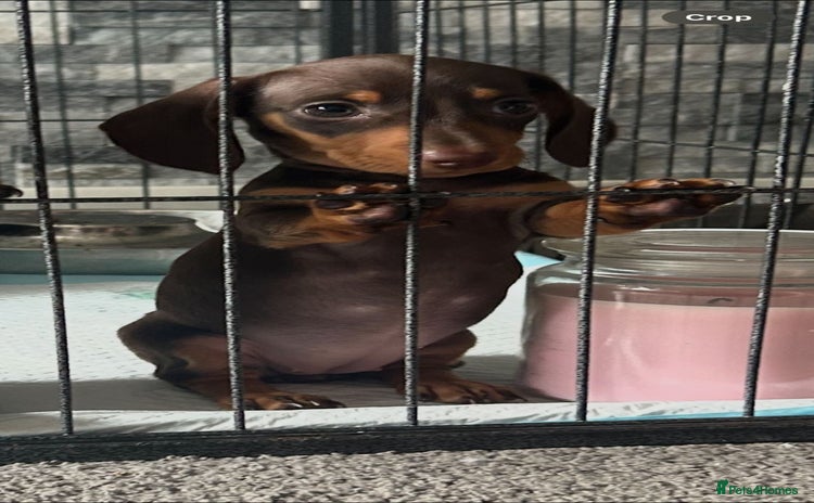 Miniature Dachshund dogs - Advert 14