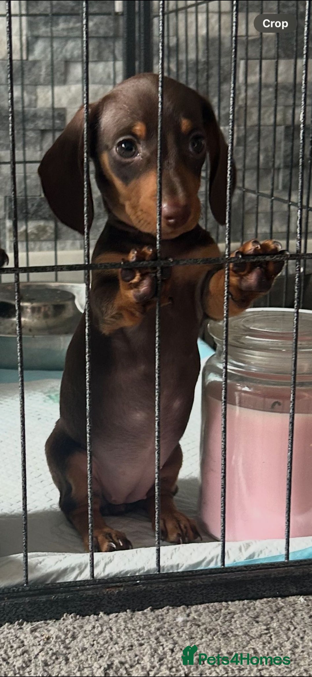 Miniature Dachshund dogs for sale: Stunning chocolate and tan miniature dachshund - Image 1
