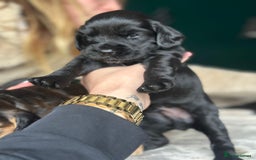 Cocker Spaniel dogs for sale: Working type Cockerspaniel pups kc registered dad  - Image 5