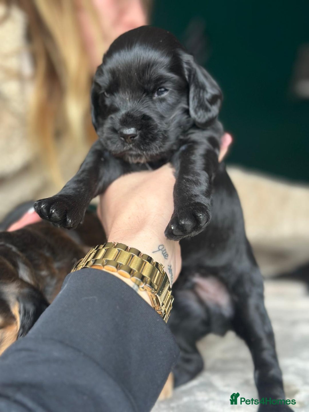 Cocker Spaniel dogs for sale: Working type Cockerspaniel pups kc registered dad  - Image 5