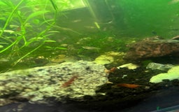 Shrimps fish for sale: Neocaridina Shrimp - Advert 4