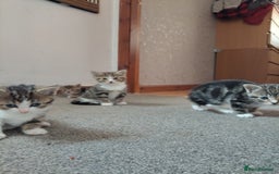 Mixed Breed cats for sale: 4 cute little female kittens for sale - Image 8