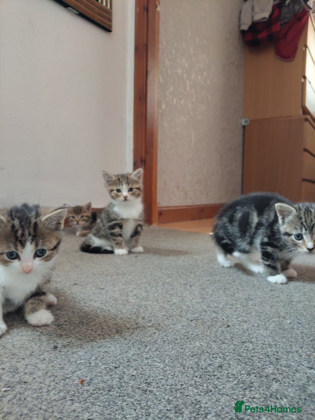 Mixed Breed cats for sale: 4 cute little female kittens for sale - Image 8