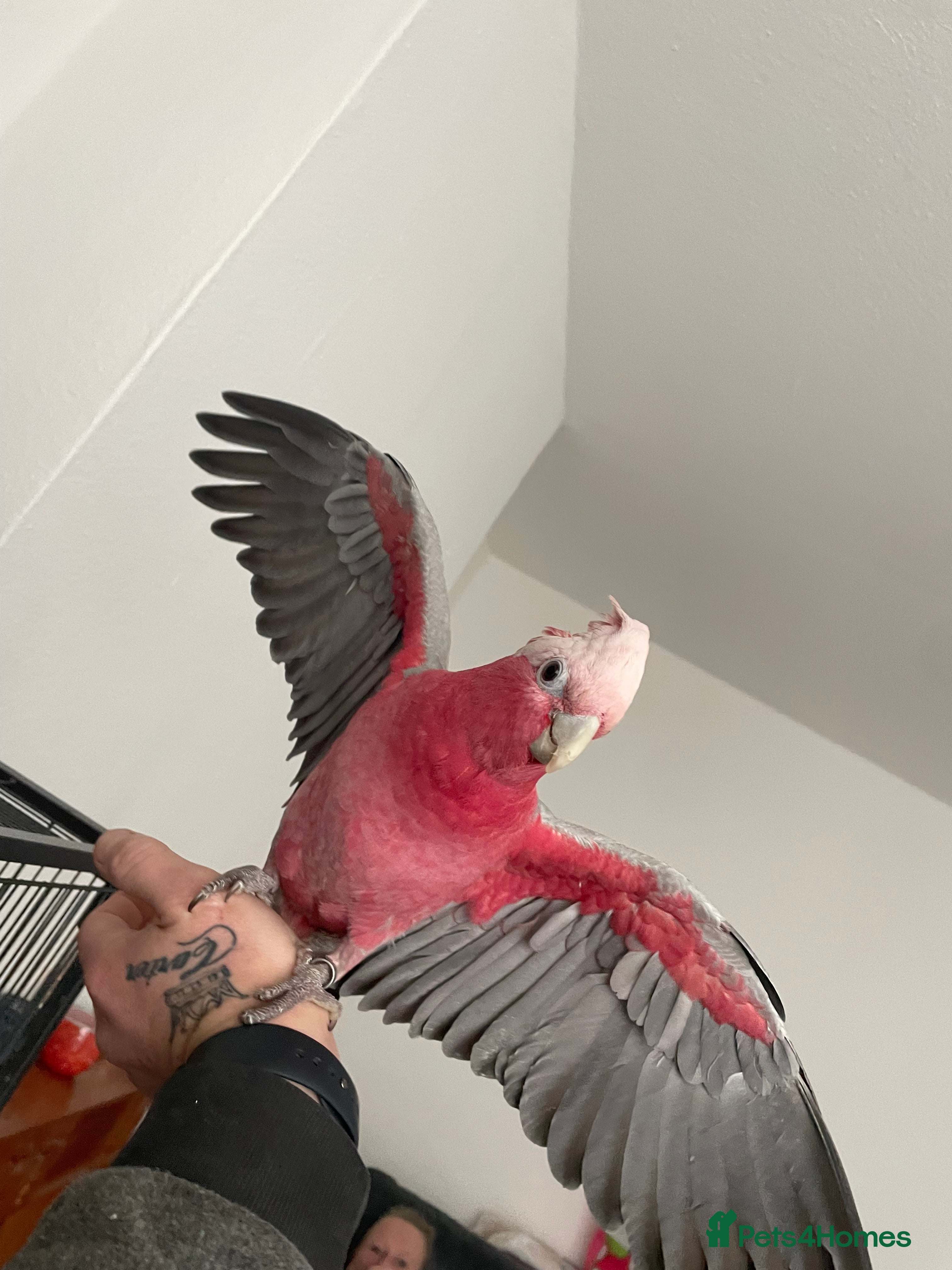 Cockatoo birds Galahs for sale  - Advert 2