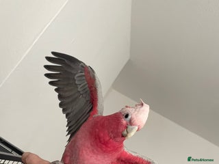 Cockatoo birds Galahs for sale - Advert 4