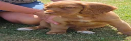 Cocker Spaniel dogs for sale: Working cocker spaniel pups - Advert 3
