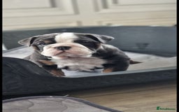 English Bulldog dogs for stud: Chocolate and tan stud includes 2 ai in Walsall - Image 14