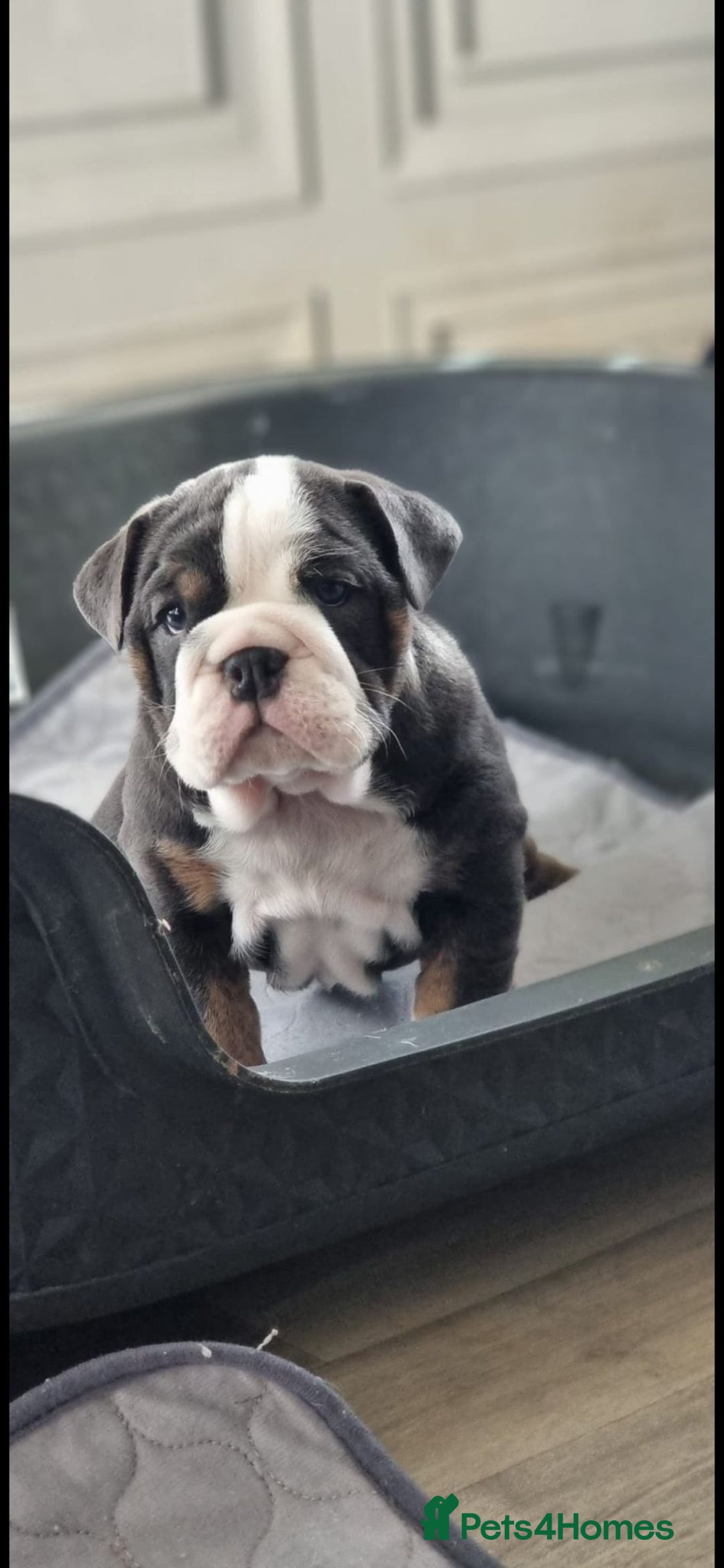 English Bulldog dogs for stud: Chocolate and tan stud includes 2 ai in Walsall - Image 14