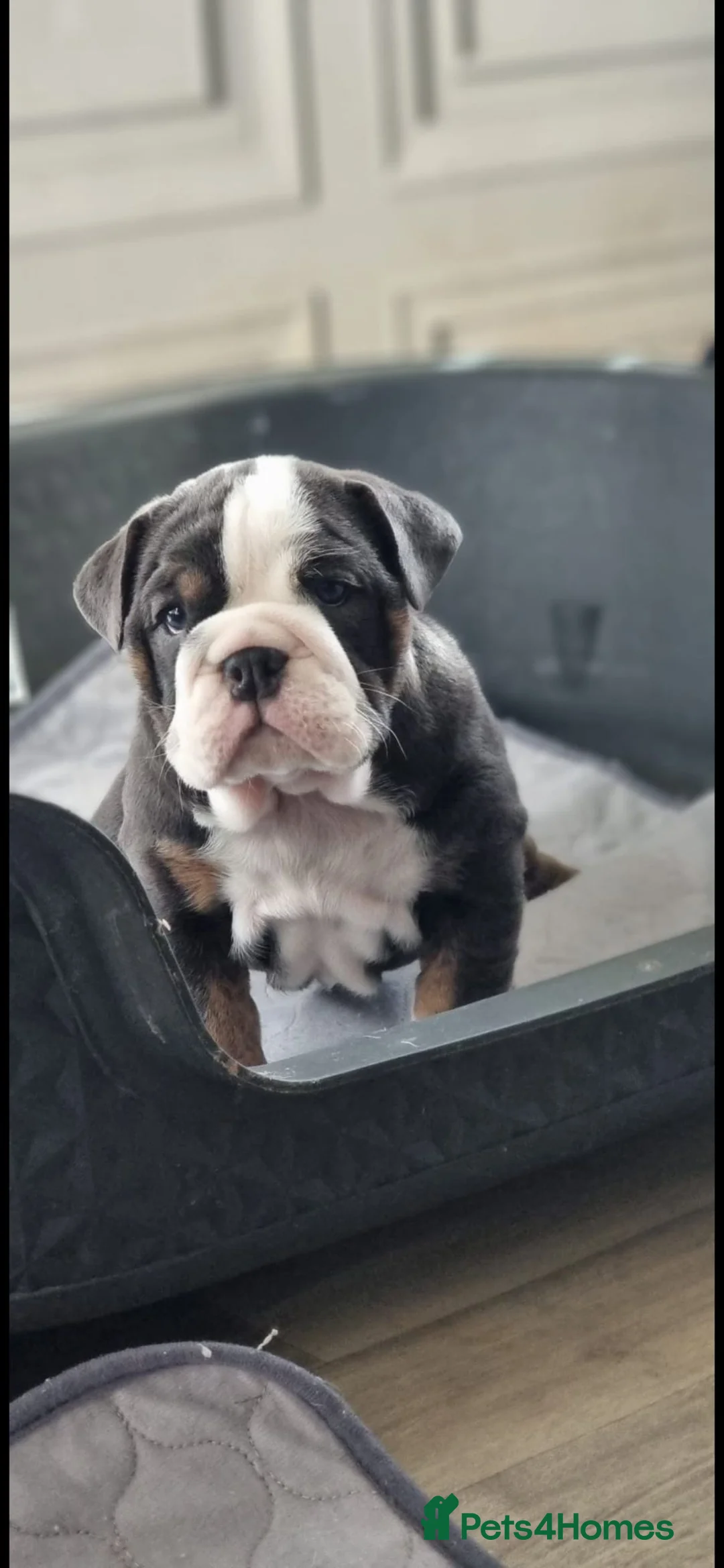 English Bulldog dogs for stud: Chocolate and tan stud includes 2 ai in Walsall - Advert 14