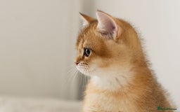 British Shorthair cats for sale: Ready now gorgeus Golden British SH male kitten - Image 9