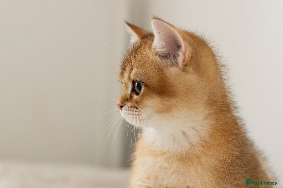 British Shorthair cats for sale: Ready now gorgeus Golden British SH male kitten - Image 9