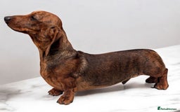 Miniature Dachshund dogs for stud: Kc reg pra clear red brindle mini smooth  - Advert 1