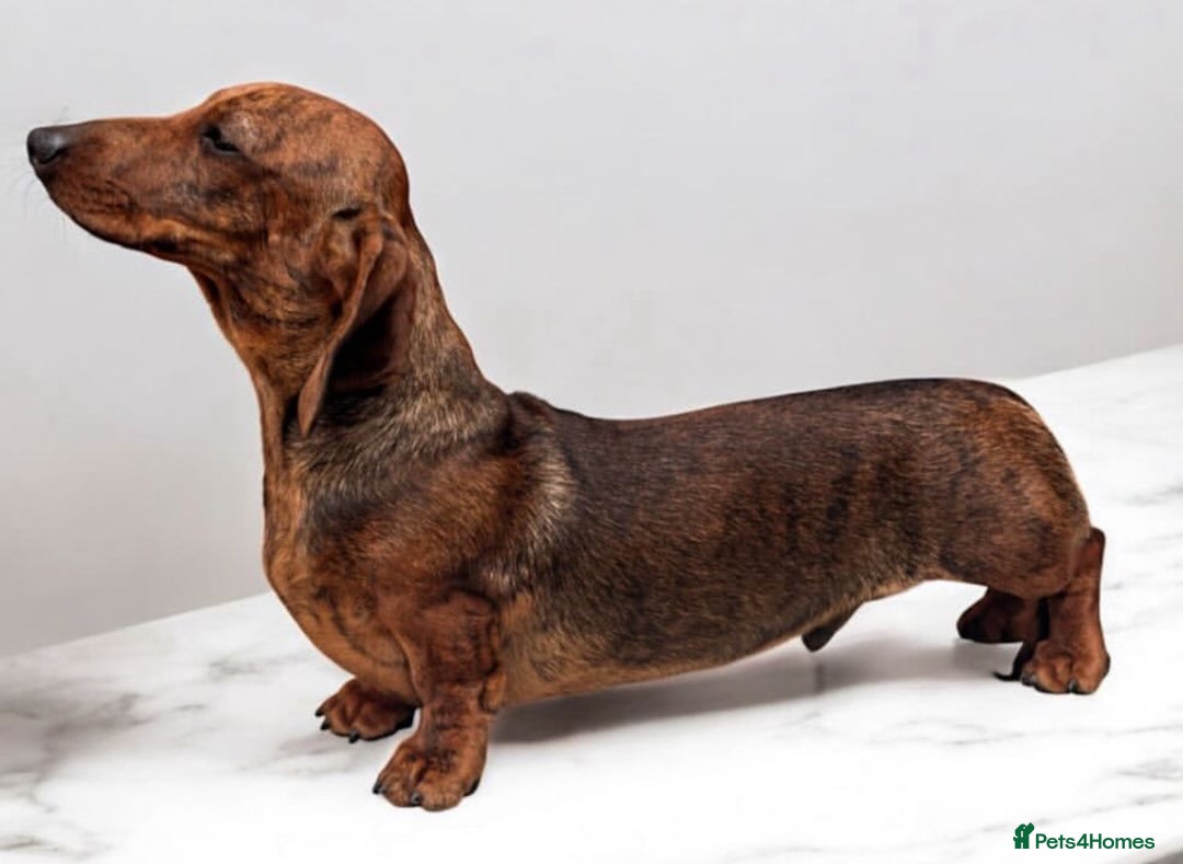 Miniature Dachshund dogs for stud: Kc reg pra clear red brindle mini smooth  - Advert 1