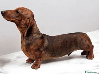 Miniature Dachshund dogs Kc reg pra clear red brindle mini smooth - Advert 22