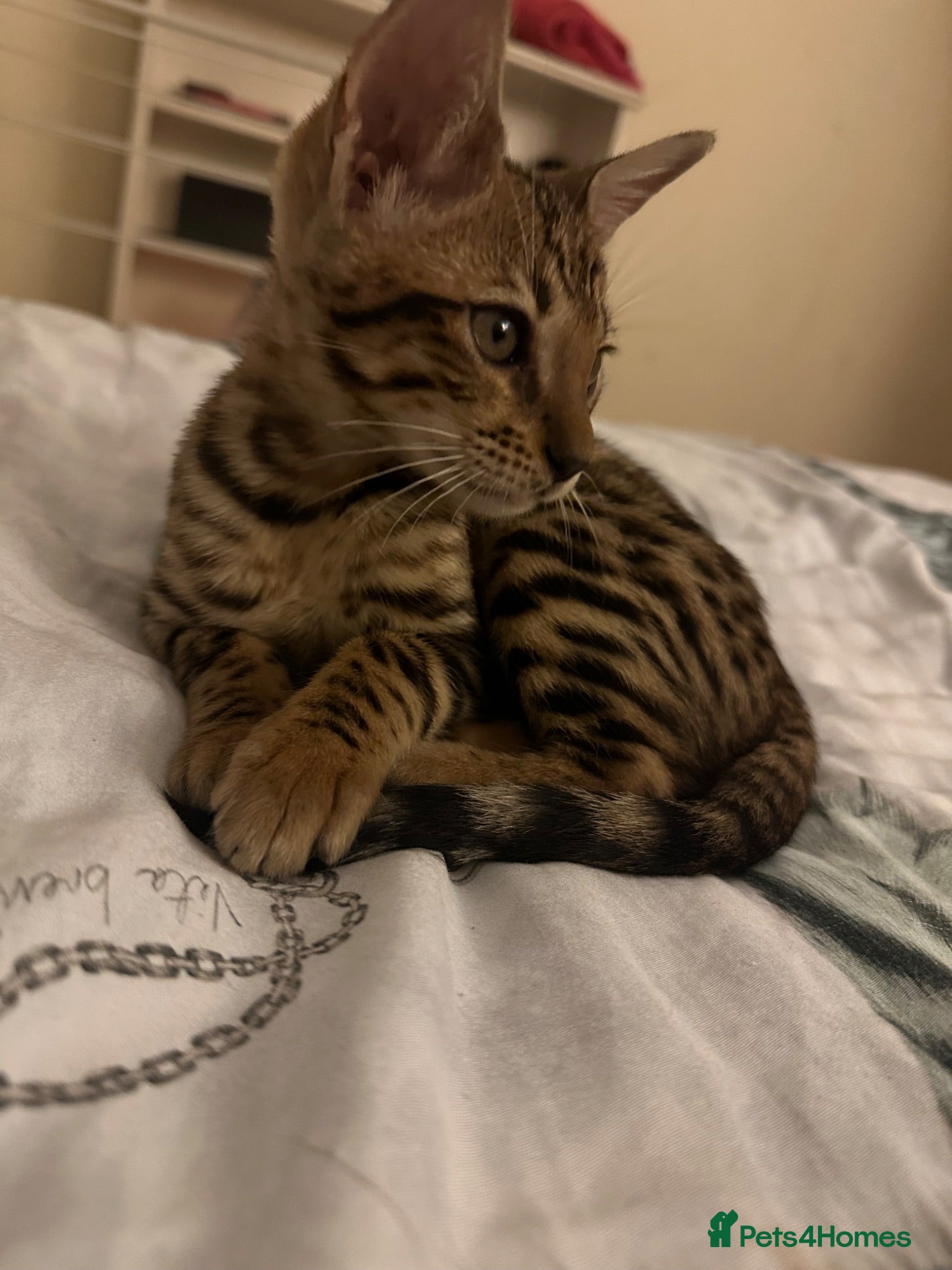 Bengal cats   Beautiful Rare Bengal dominant × Savannah Cross  - Advert 2