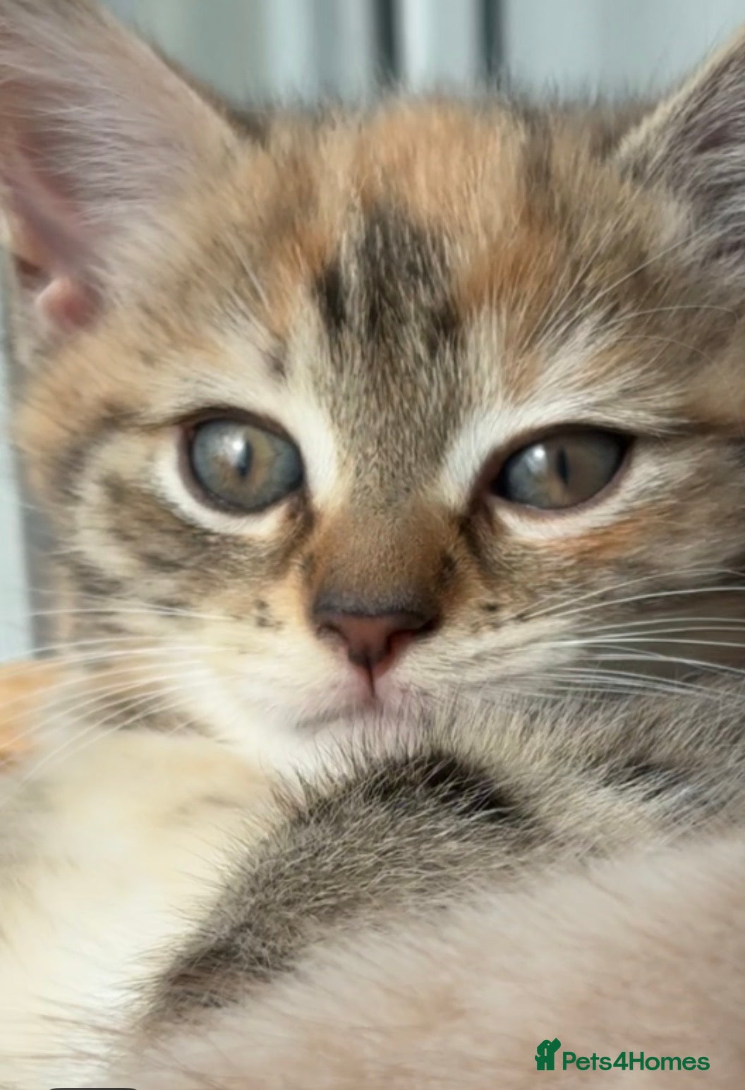 Mixed Breed cats Cute mixed breed kitten  - Advert 6